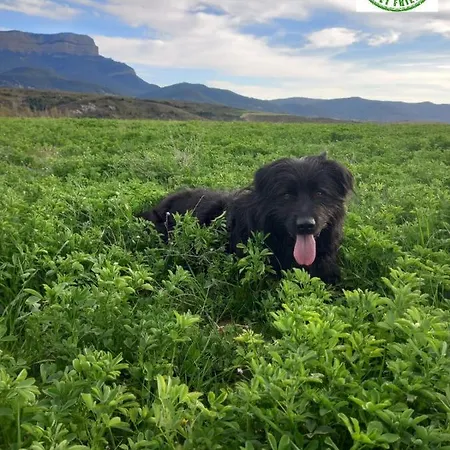 Otel Acebo Plaza Mayor Jaca