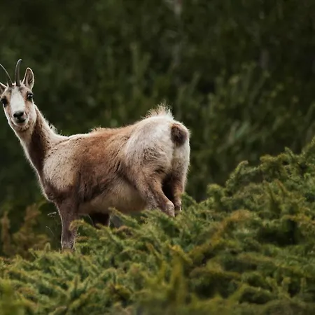 Acebo Plaza Mayor Jaca