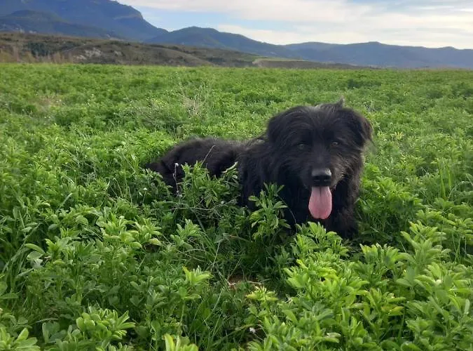 ホテル Acebo Plaza Mayor ハカ