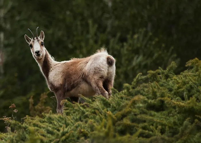 Acebo Plaza Mayor ハカ